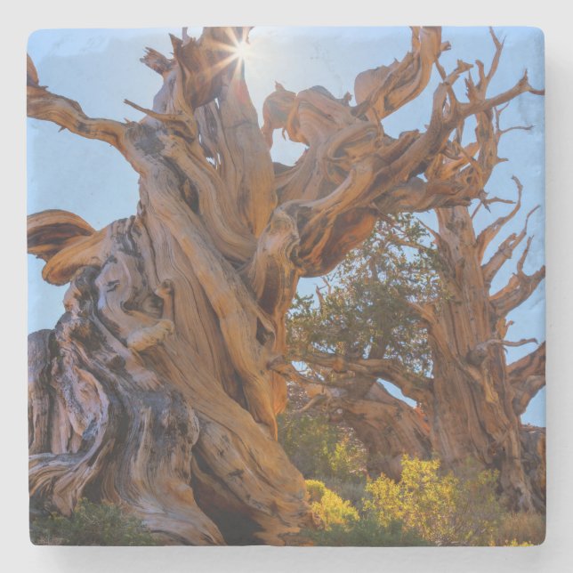 Posavasos De Piedra El árbol centinela (Anverso)
