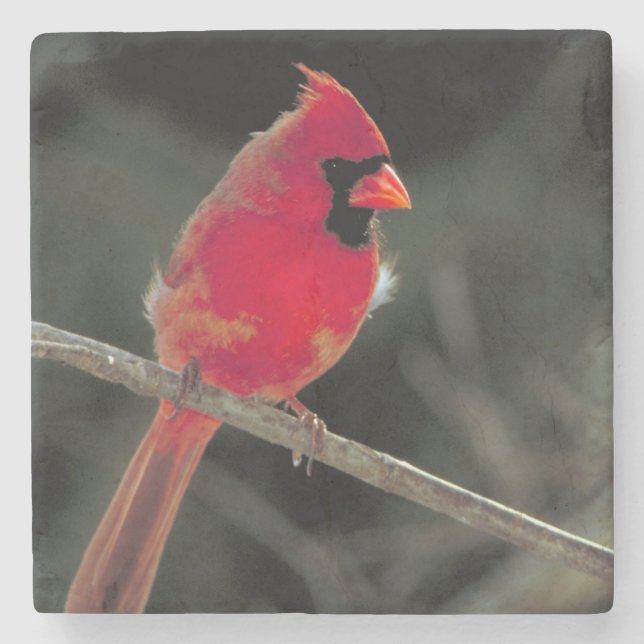 Posavasos De Piedra El cardenal rojo encaramado en una rama de árbol (Anverso)