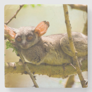 Posavasos De Piedra El gálago senegalés (Galago Senegalensis)