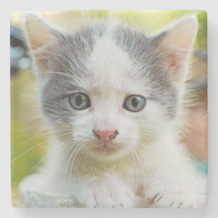 Posavasos De Piedra El gatito monta una bici