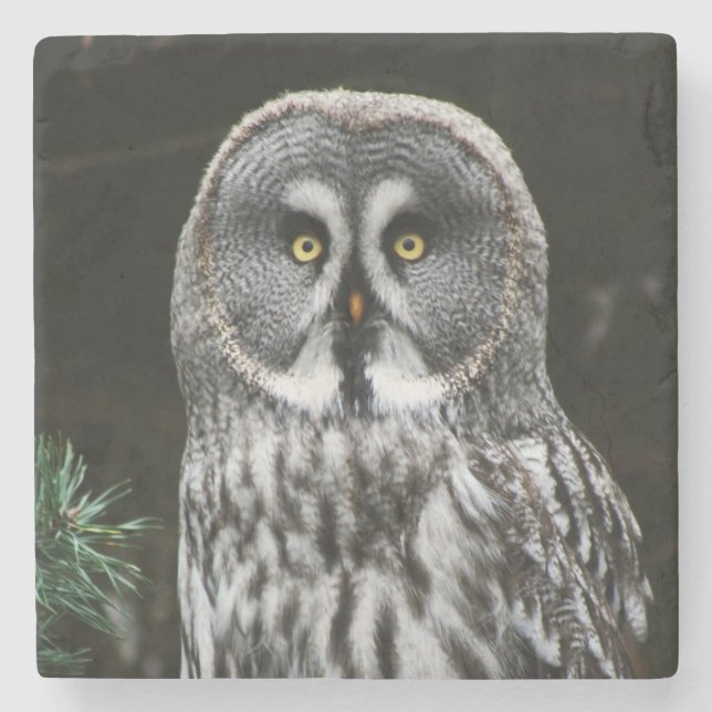 Posavasos De Piedra El gran coastercano de búho gris (Anverso)