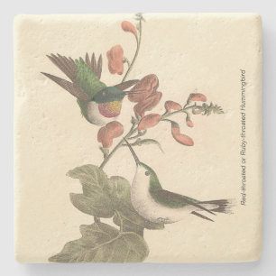 Posavasos De Piedra El Hummingbird de garganta roja o gélida