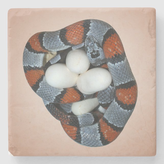 Posavasos De Piedra El kingsnake gris-congregado (Anverso)
