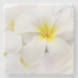 Posavasos De Piedra El Plumeria florece la flor floral del Frangipani