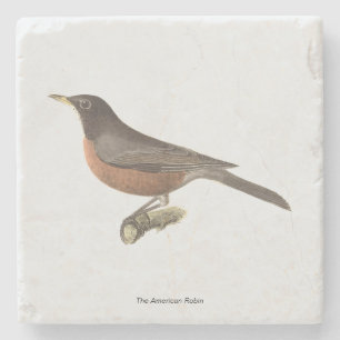 Posavasos De Piedra El Robin Americano (Turdus migratorius) Aves de Nu