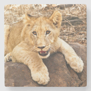 Posavasos De Piedra El tigre Cub toma el respiradero en una roca