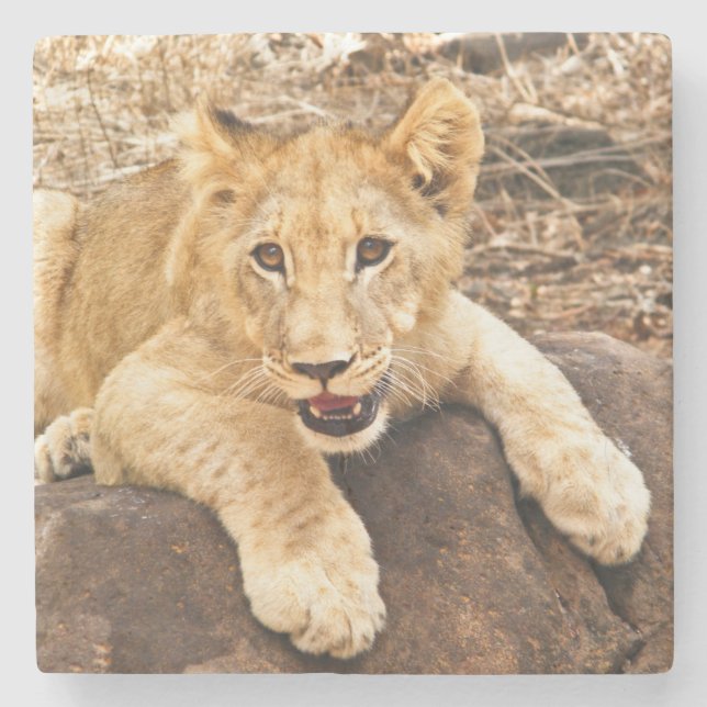 Posavasos De Piedra El tigre Cub toma el respiradero en una roca (Anverso)