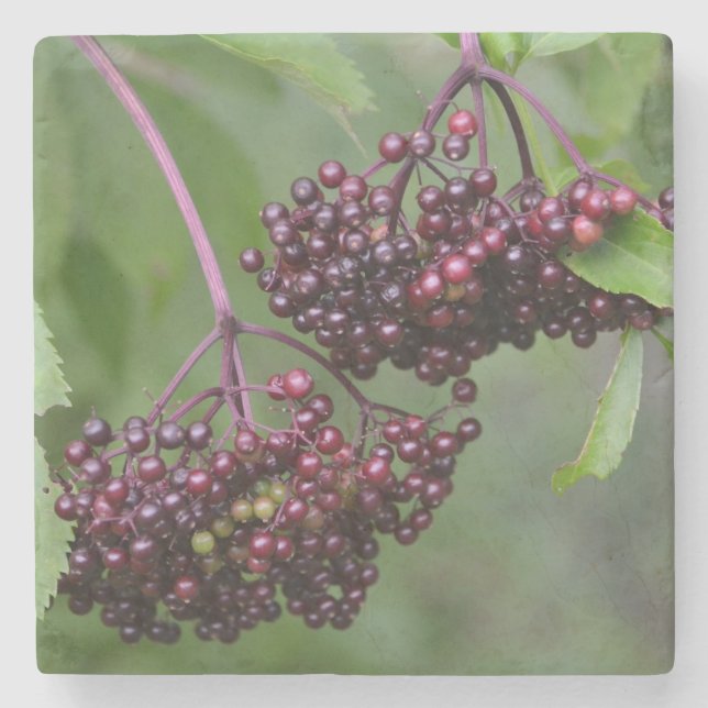 Posavasos De Piedra Elderberries saludables (Anverso)
