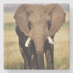 Posavasos De Piedra Elefante africano de sabana