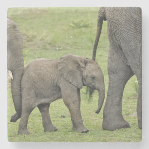 Posavasos De Piedra Elefante africano hembra con cría