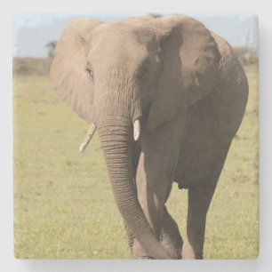 Posavasos De Piedra Elefante Africano (Loxodonta Africana), Masai