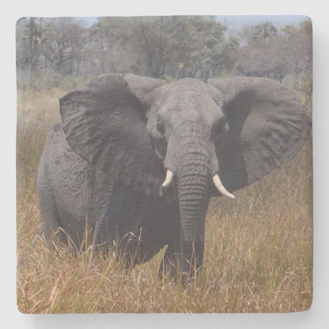 Posavasos De Piedra Elefante Con Orejas. (Anverso)