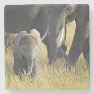 Posavasos De Piedra Elefante del bebé