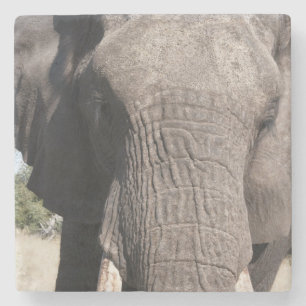 Posavasos De Piedra Elefante (Loxodonta africana), Abu Camp 3