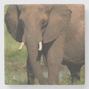 Posavasos De Piedra Elefante (Loxodonta Africana), Hwange Nacional