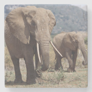 Posavasos De Piedra Elefante madre caminando con cría de elefante