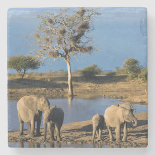 Posavasos De Piedra Elefantes de la sabana africana (Loxodonta African
