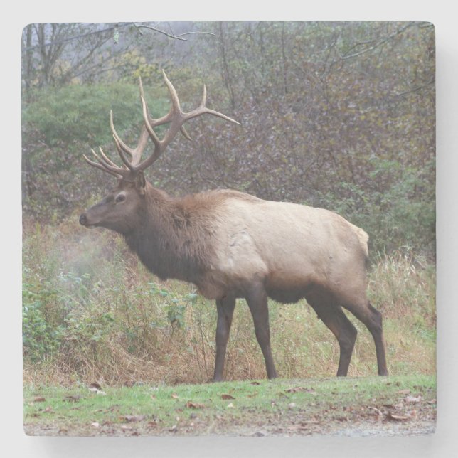 Posavasos De Piedra Elk Coaster (Anverso)