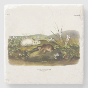 Posavasos De Piedra Emblema de Hudson's Bay (Ungava Collared) de Audub