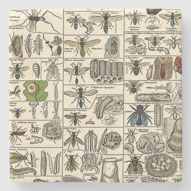 Posavasos De Piedra Entomología del vintage (Anverso)