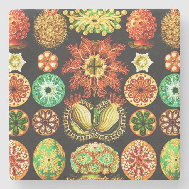 Posavasos De Piedra Ernst Haeckel Ascidiae (Anverso)