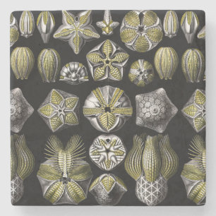 Posavasos De Piedra Ernst Haeckel Blastoidea