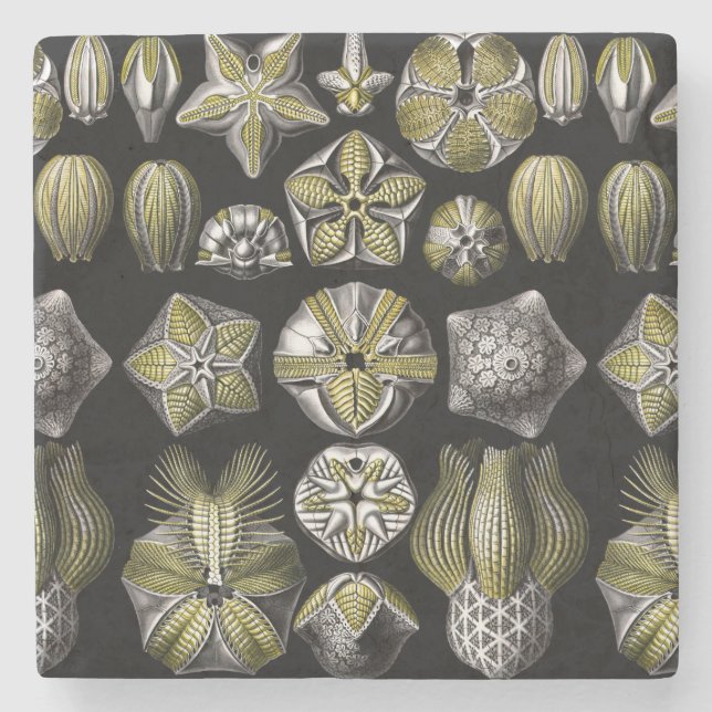 Posavasos De Piedra Ernst Haeckel Blastoidea (Anverso)