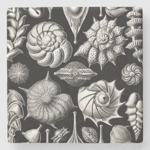 Posavasos De Piedra Ernst Haeckel Thalamophora II
