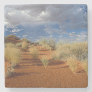 Posavasos De Piedra Escena del desierto de Kalahari, Kgalagadi Transfr