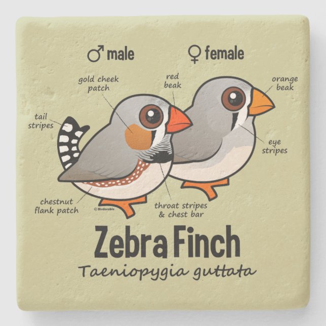Posavasos De Piedra Estadísticas del pinzón de cebra (Anverso)