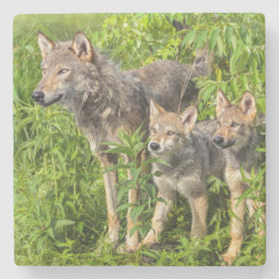 Posavasos De Piedra Estados Unidos, Minnesota, Sandstone, Vida silvest