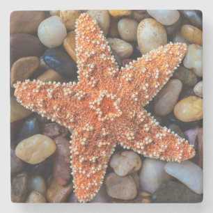 Posavasos De Piedra Estrellas de mar en rocas