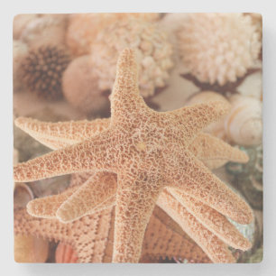 Posavasos De Piedra Estrellas de mar secas vendidas como souvenirs