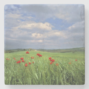 Posavasos De Piedra Europa, Toscana, Poggiolo. Amapolas rojas se mecen