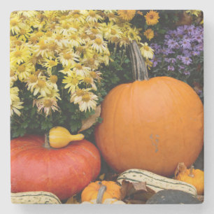 Posavasos De Piedra Exposición de calabazas decorativas de otoño color
