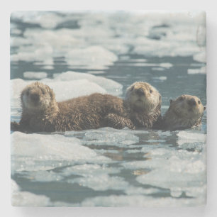 Posavasos De Piedra Familia Sea Otter