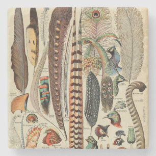Posavasos De Piedra Feather Bird Wildlife Antigüedades Feathers