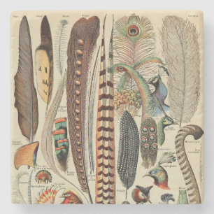 Posavasos De Piedra Feather Bird Wildlife Antigüedades Feathers