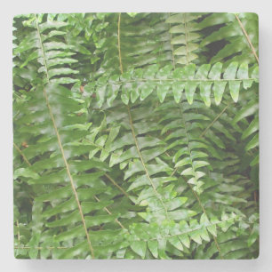 Posavasos De Piedra Fern Fronds I Green Nature