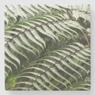 Posavasos De Piedra Fern Fronds II Naturaleza verde oscura