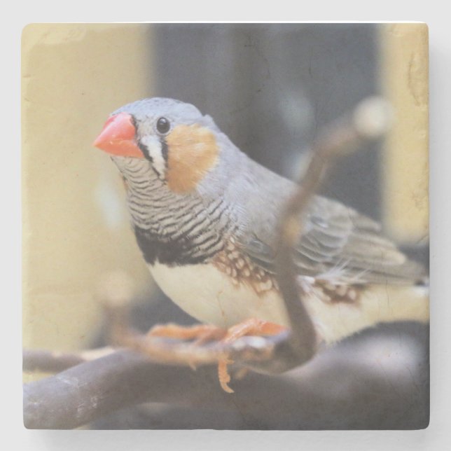 Posavasos De Piedra Finch (Anverso)