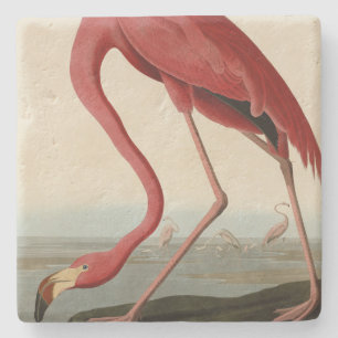 Posavasos De Piedra Flamingo americano de los pájaros de los Estados U