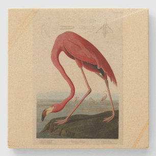 Posavasos De Piedra Flamingo americano de los pájaros de los Estados U