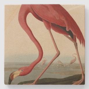 Posavasos De Piedra Flamingo americano de los pájaros de los Estados U