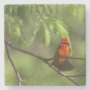 Posavasos De Piedra Flashy VermilliFlycatcher