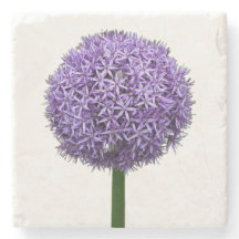 Flor de Allium púrpura sobre fondo blanco