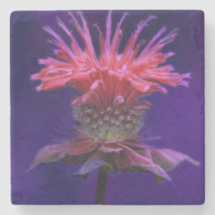 Posavasos De Piedra Flor de bálsamo de vino de frambuesa rosa en morad