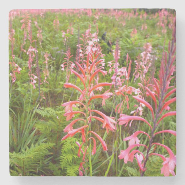 Posavasos De Piedra Flor de bugle Lily (Watsonia), Cabo Oriental (Anverso)