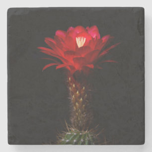 Posavasos De Piedra Flor de cactus de la antorcha roja