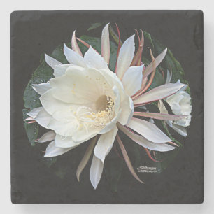Posavasos De Piedra Flor de Cactus Epífita